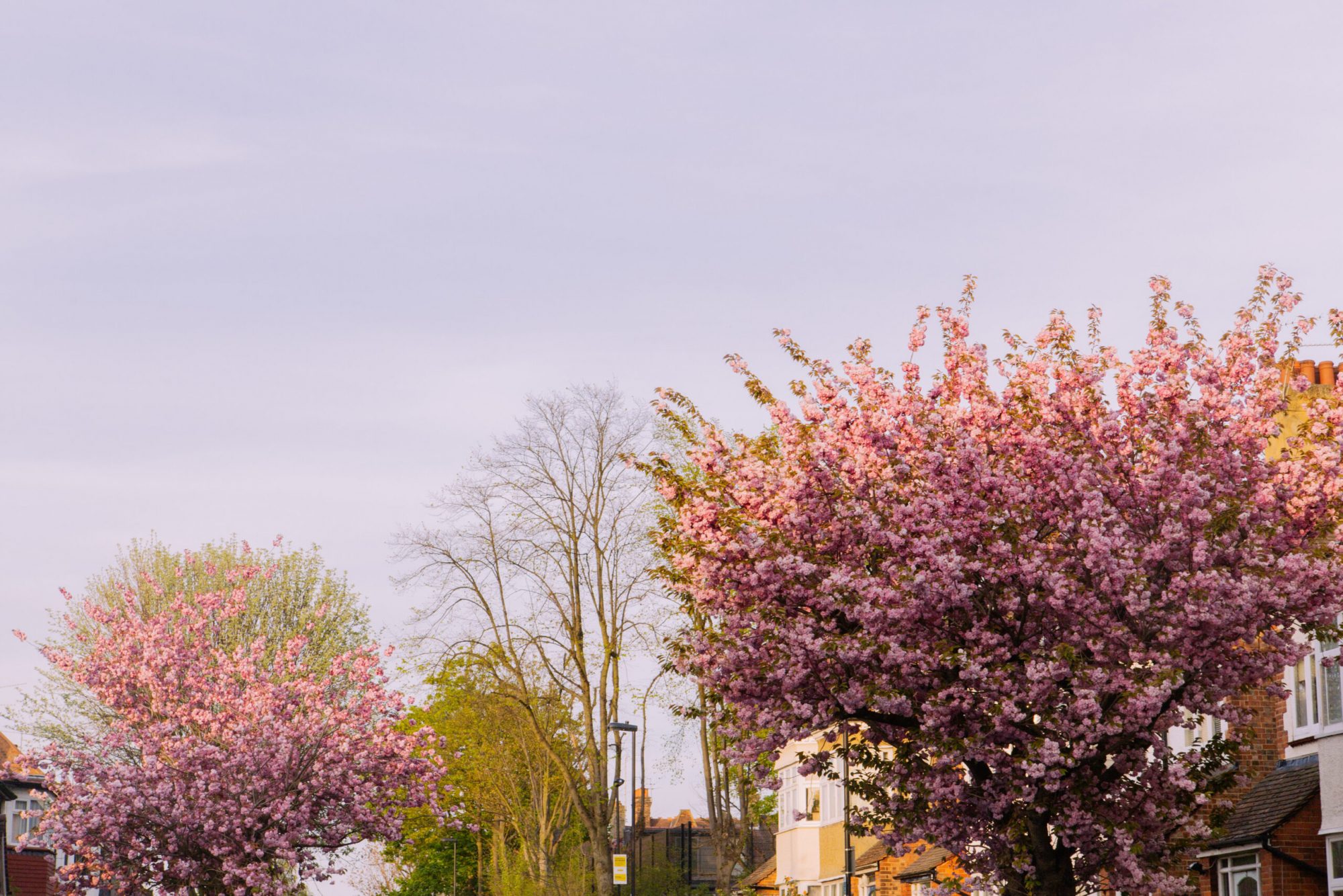 Trees on a street in North London, an area served by Davies & Davies, Estate Agents in Stroud Green.