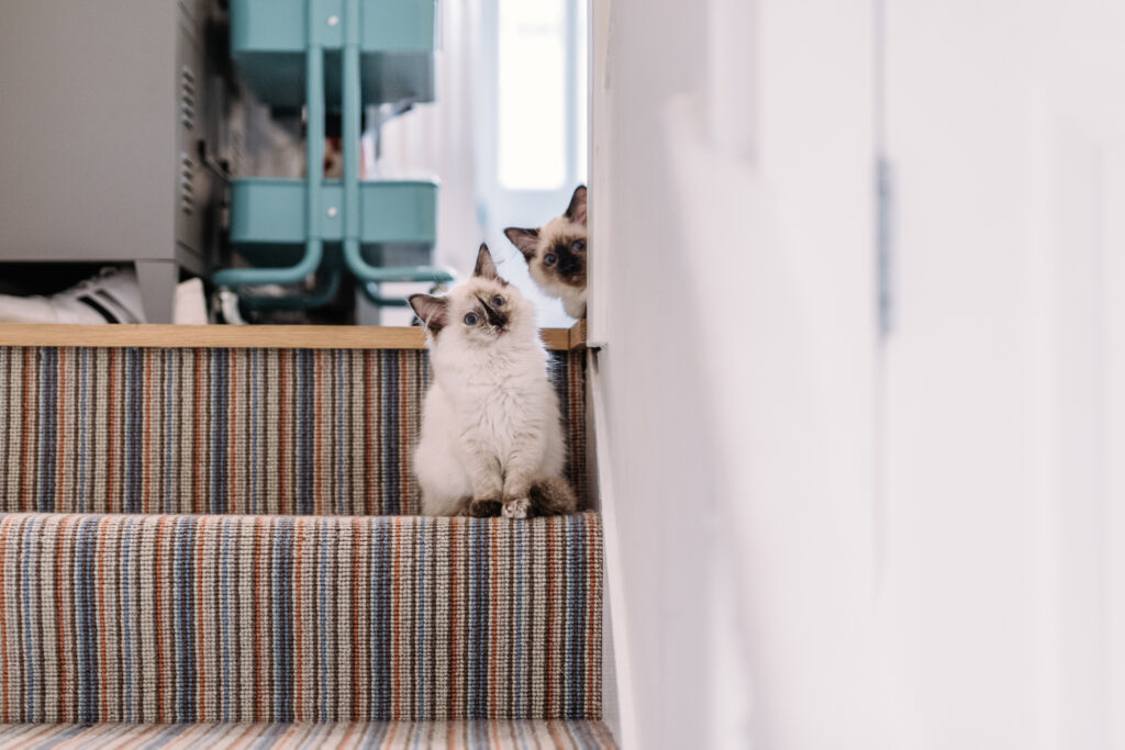 Two fluffy white cats peering around the corner of stairs.