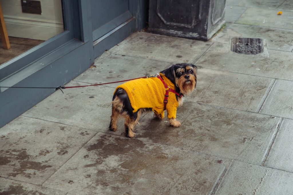 A dog with a yellow body warmer walking