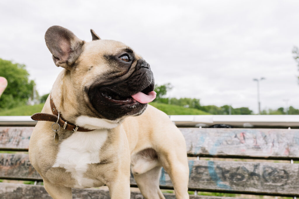 A dog sat on a bench outside looking into the distance with their tongue hanging out